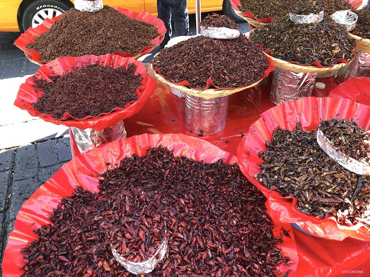 Chapulines oaxaca