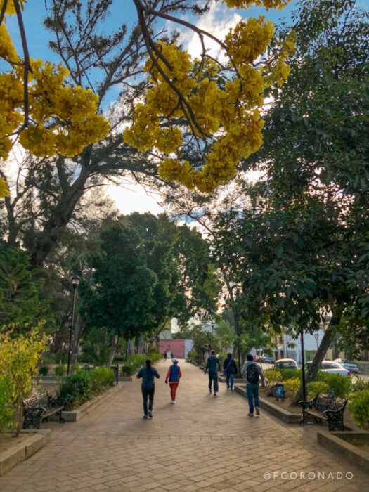 oaxaca tiempo libre