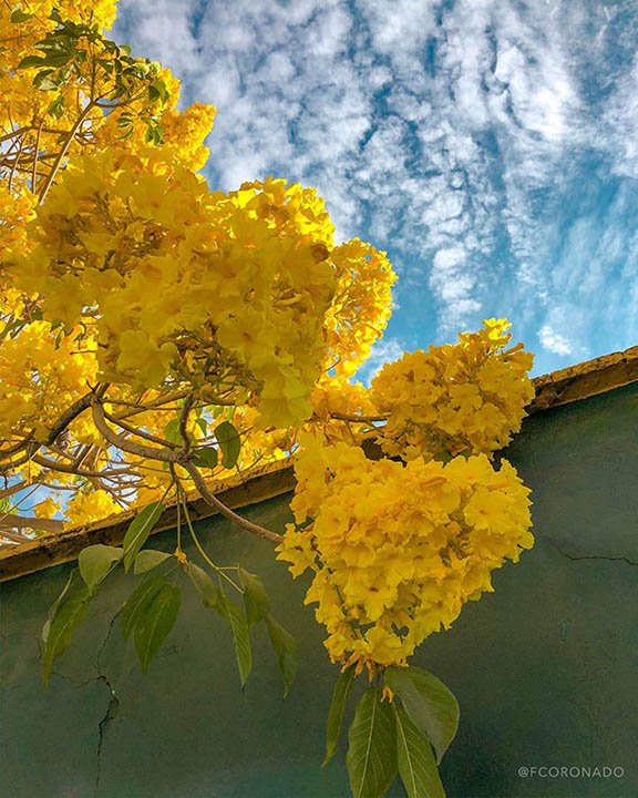 flores amarillas de guayacan