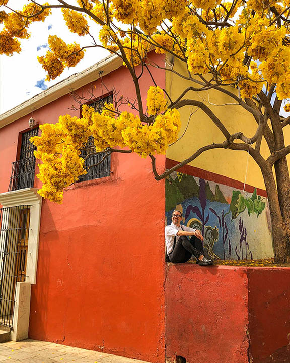 guayacan amarillo en oaxaca