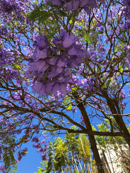 jacarandas en oaxaca