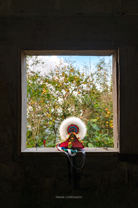 penacho de volador en ventana