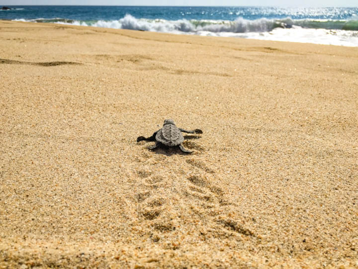 liberacion de tortugas en playa bacocho