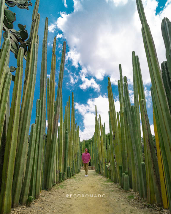 muro de cactus en el jardin etnobotanico de oaxaca