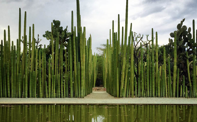 barda de catus en el jardin etnobotanico de oaxaca