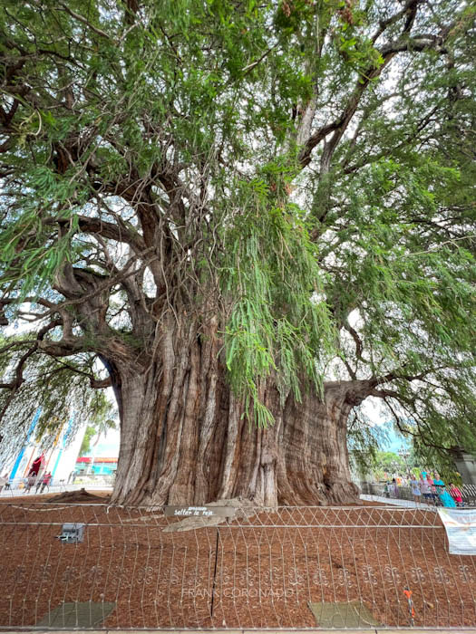 arbol del tule