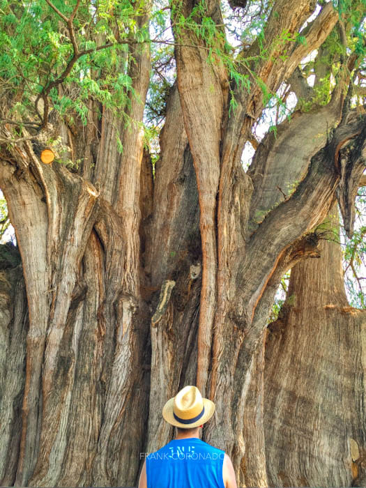 tronco del arbol del tule en Oaxaca