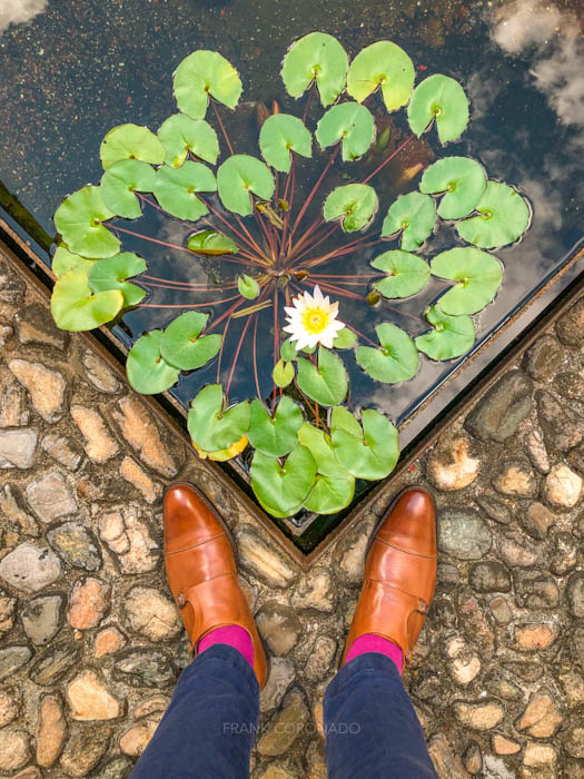 zapatos y flores acuaticas