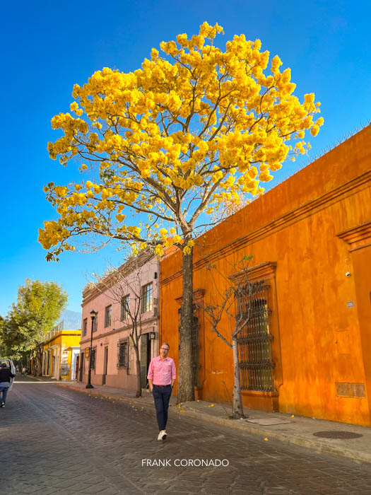 arbol amarillo en calle reforma de oaxaca