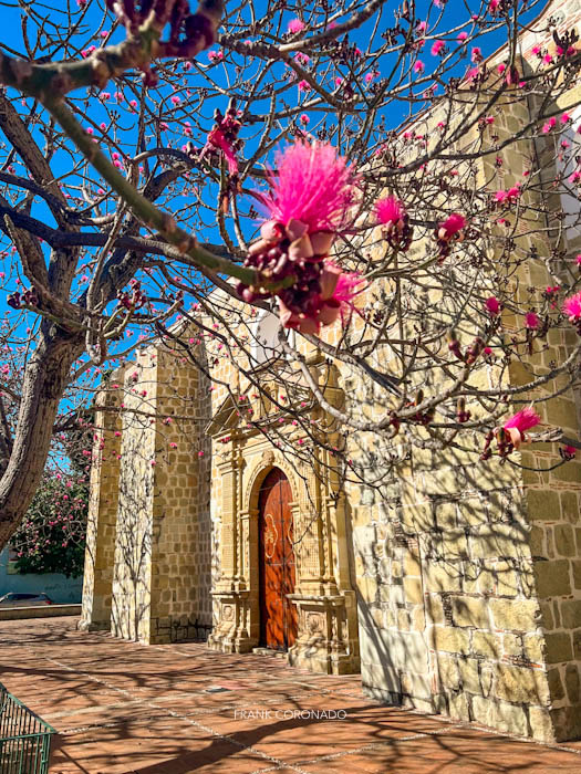 arbol coquito en el atrio del templo de jalatlaco