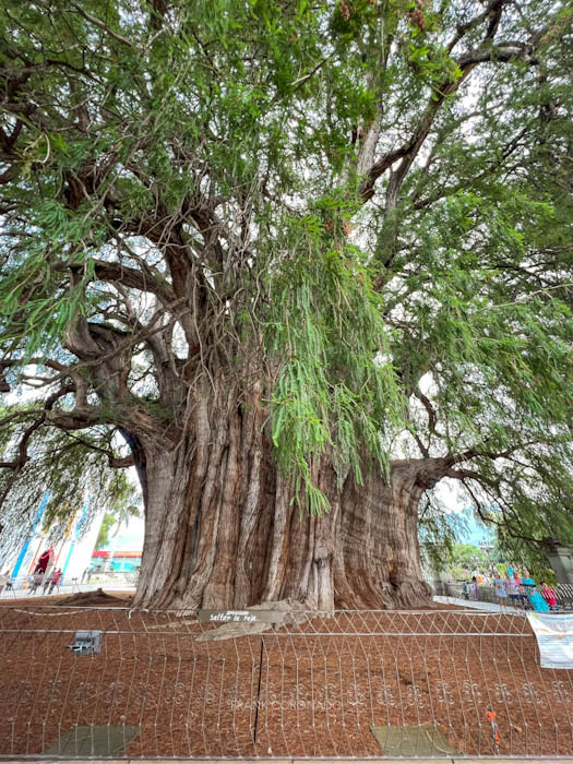 milenario arbol del tule