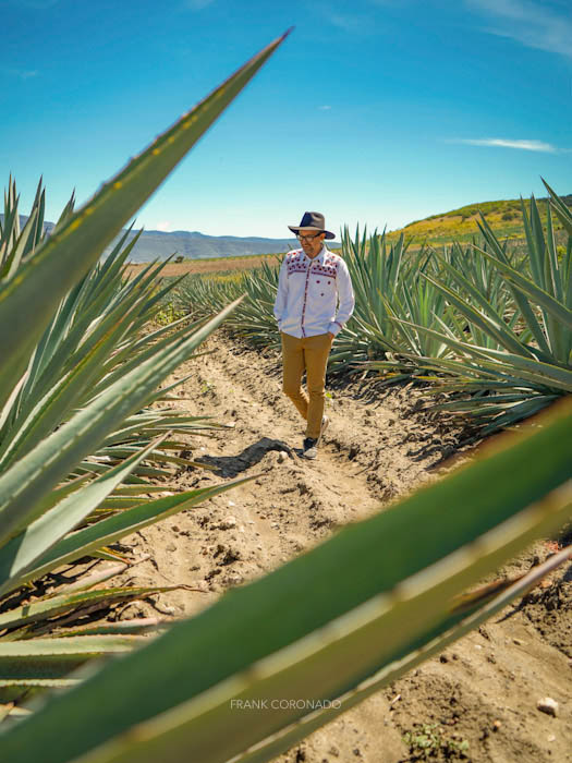 campos de agave espadin en santiago matatlan