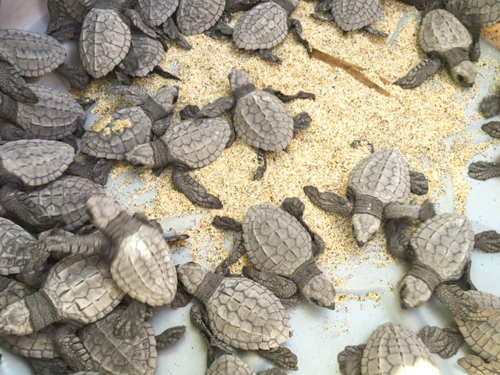 crias de tortugas en playa bacocho oaxaca