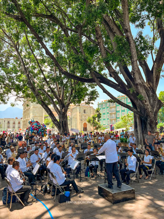 concierto bajo el laurel