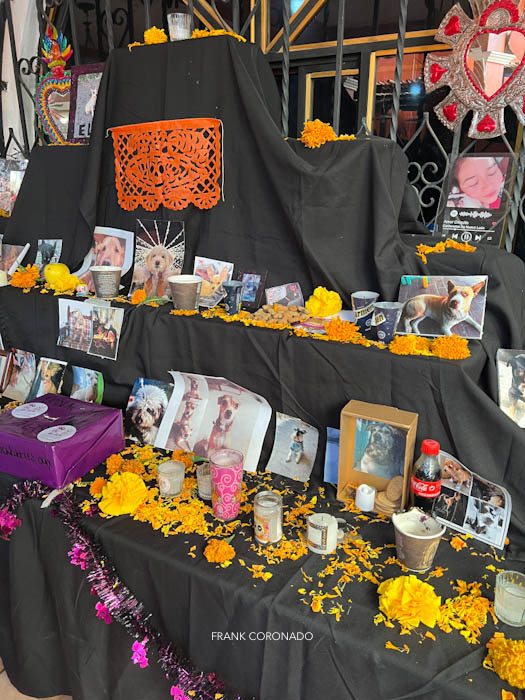 altar de muertos para mascotas en oaxaca