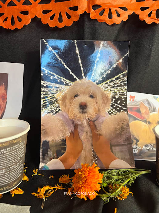 mascotas en altar de muertos