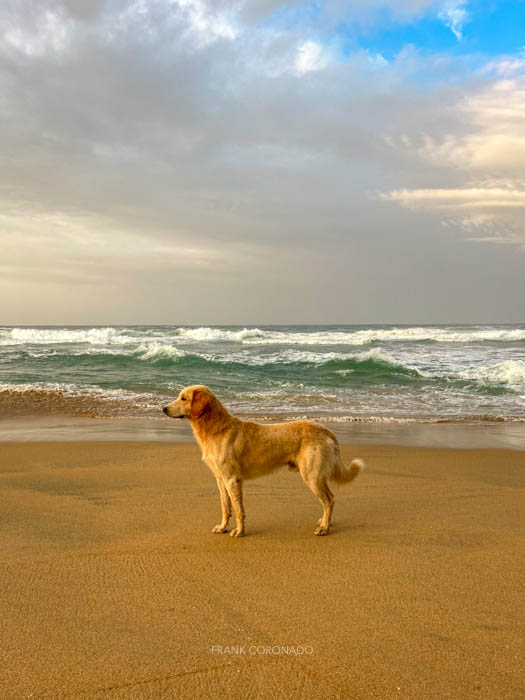 perro en la playa