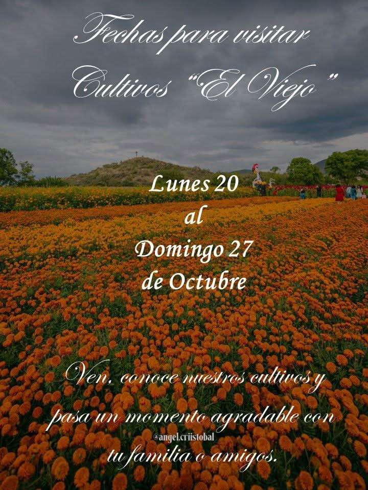 Fotos en campo de cempasuchil
