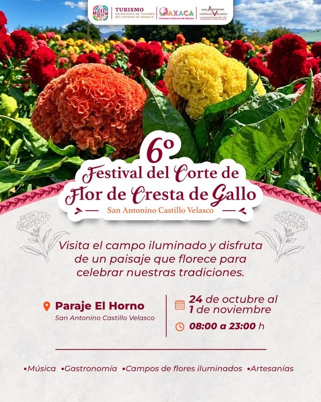 Flor de cresta de Gallo en San Antonino castillo